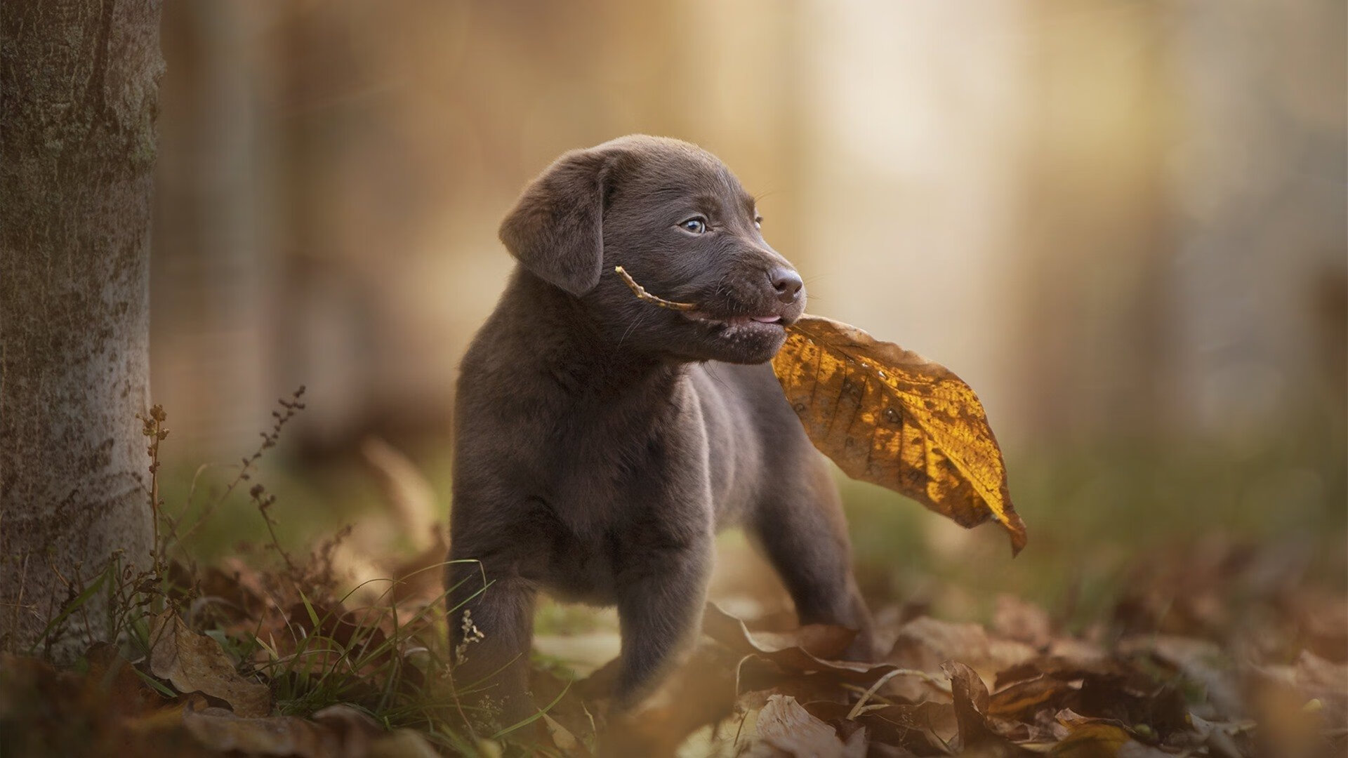 开云体育中国-不是枪手是利刃,赖斯爆发,阿尔及利亚击溃牙买加的战术启示
