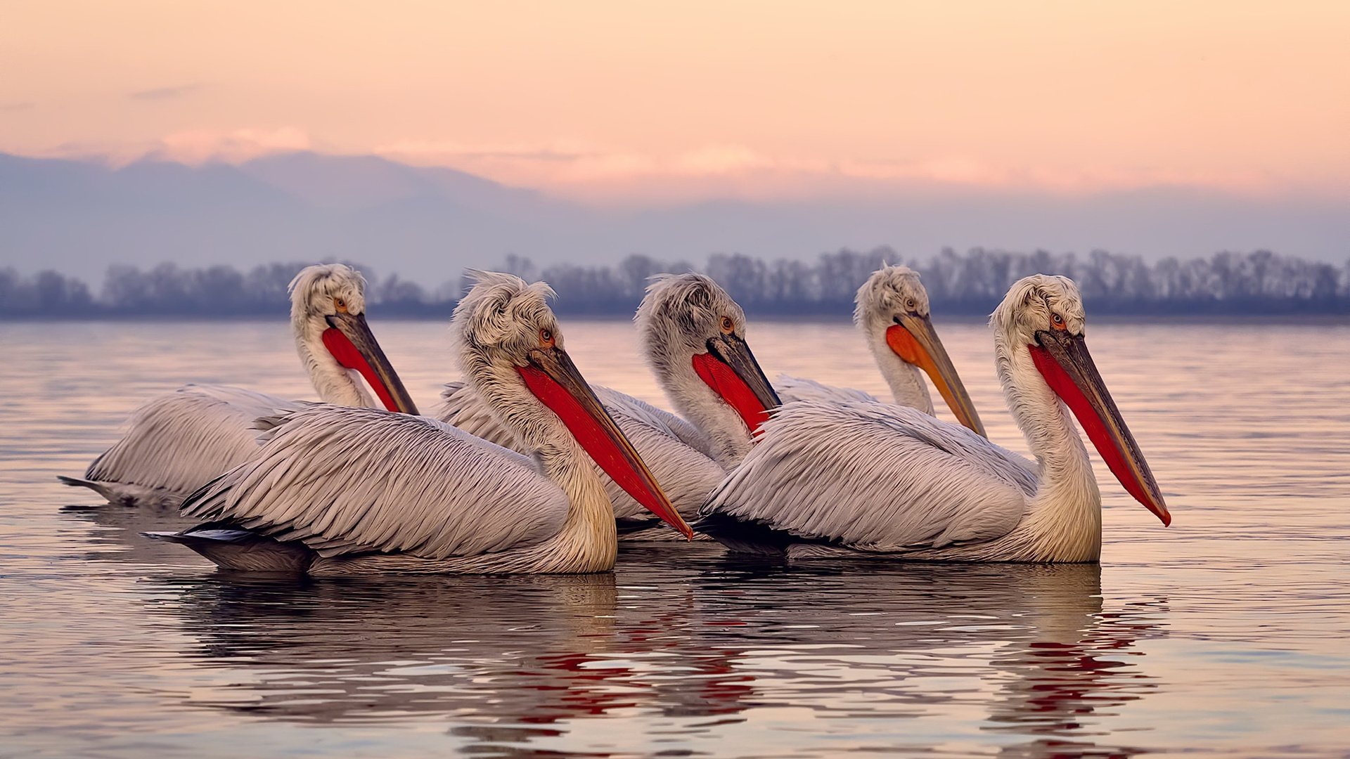 爵士狂想曲，范弗利特导演关键乐章，国王在盐湖城彻底失声