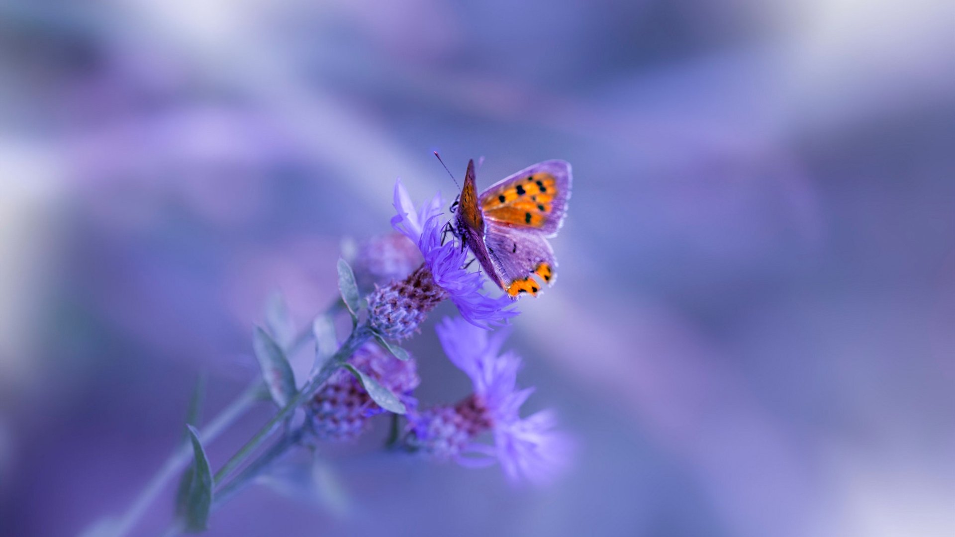 冰冷湖泊中崛起的龙卷风,托尼的攻防引擎驱动芬兰终场绝杀南非