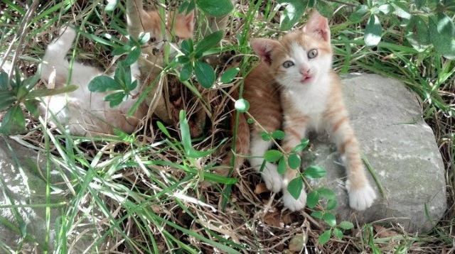 风城变奏曲,公牛的决胜局加时独奏,与哈利伯顿的年度焦点之战协奏