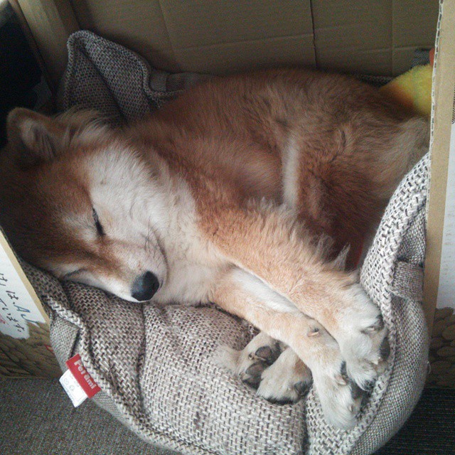 末节三分雨!范弗利特关键时刻独揽14分助火箭一波流带走广厦