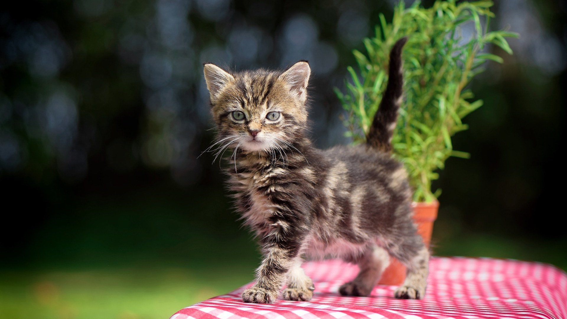 开云体育-小我救赎与本真绽放，足球之夜的三重维度