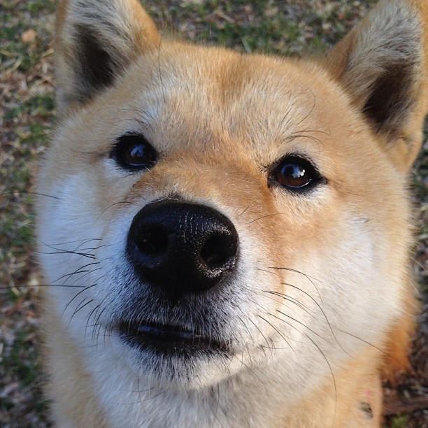 铁与花，当凯尔特的雨浇灭巴黎的焰