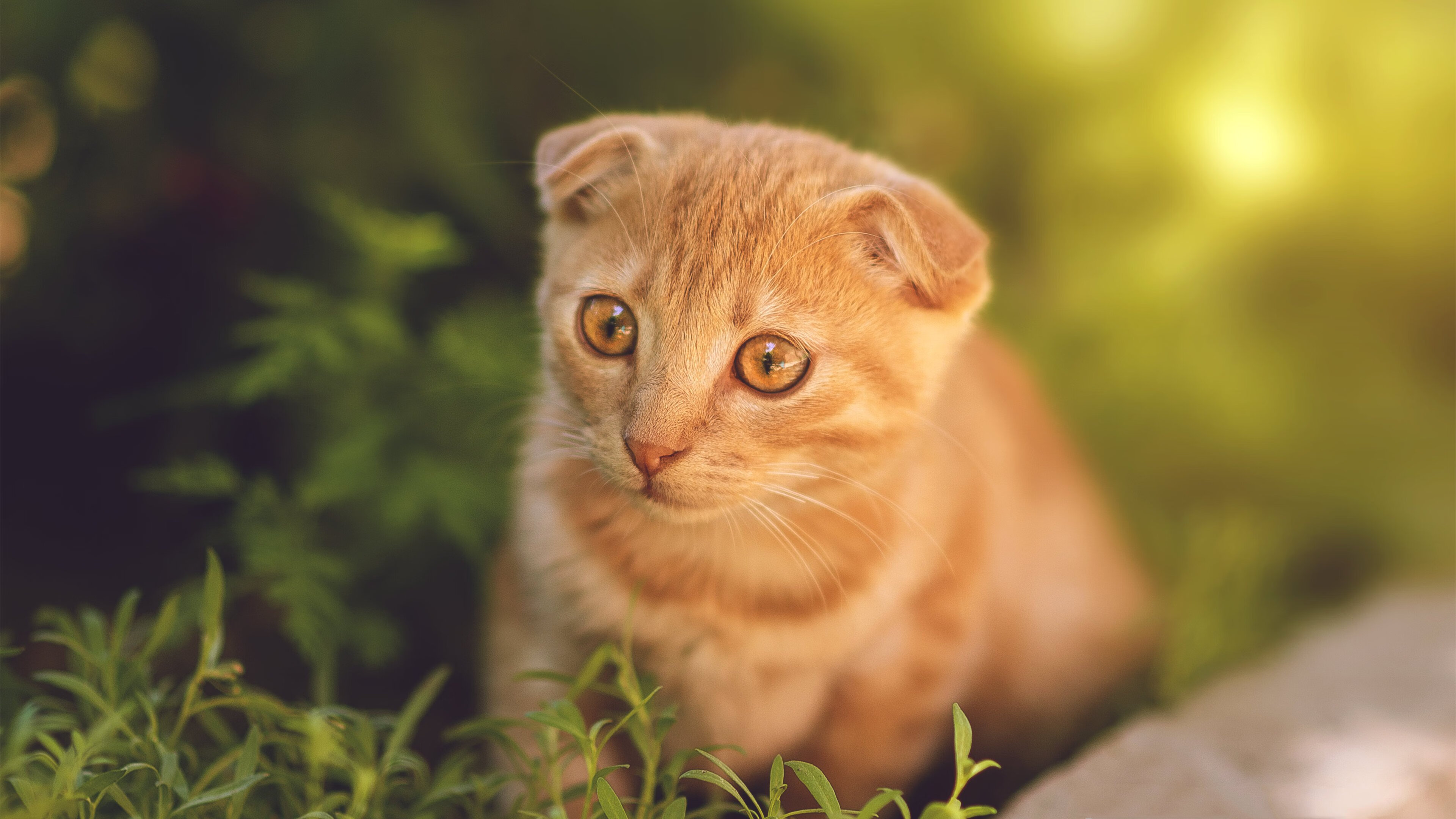 开云体育app-双城记,当拜仁多特缠斗于悬崖之巅,雄鹿以钢铁洪流封印广厦