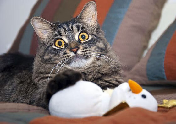 开云官网-残阵湖人背水一战,布克致命三分客场险胜开拓者