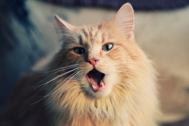 硬仗双雄,热火的团队风暴与约基奇的王者之心