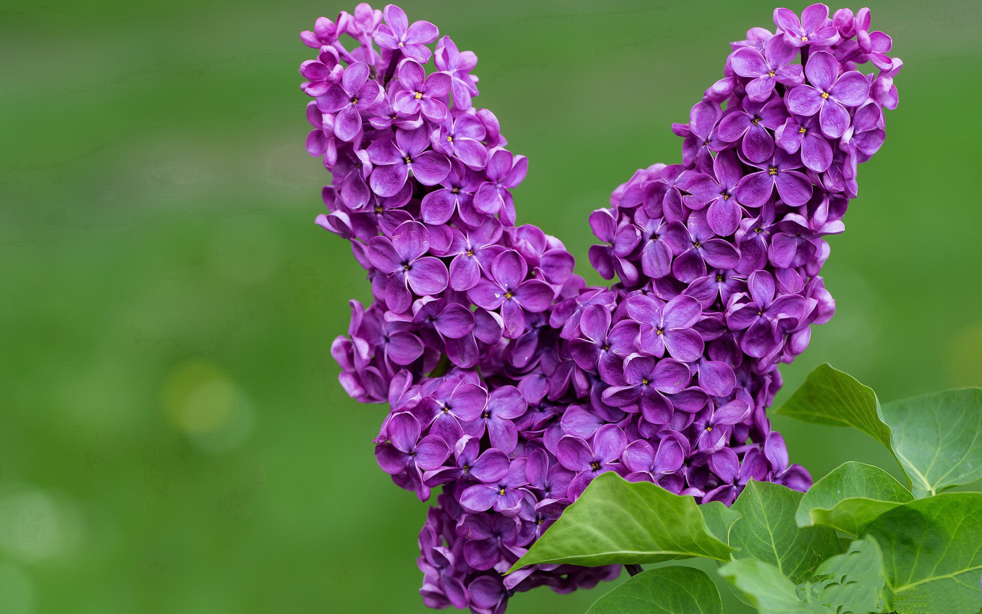 开云体育APP下载-亚洲烈焰焚尽沙漠骄阳,深圳队超限战火力全开,欧冠之路迎来东方曙光