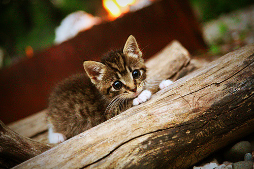 掌控的旋律，拉文以节奏大师之姿带领奇才终结猛龙连胜