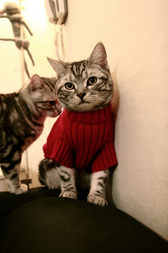 手术刀与等待，当苏亚雷斯在五分钟内肢解一场战争