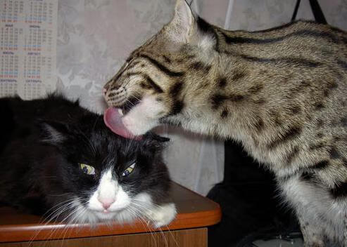 开云体育-扩展思维后的文章标题