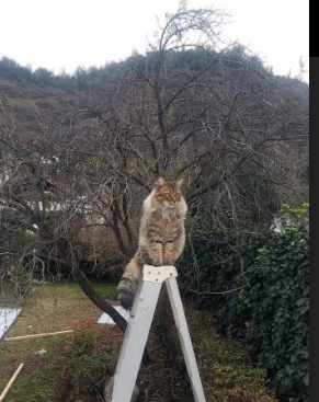 久保建英的火花，韩国队的齿轮，亚洲足球的破壁时刻