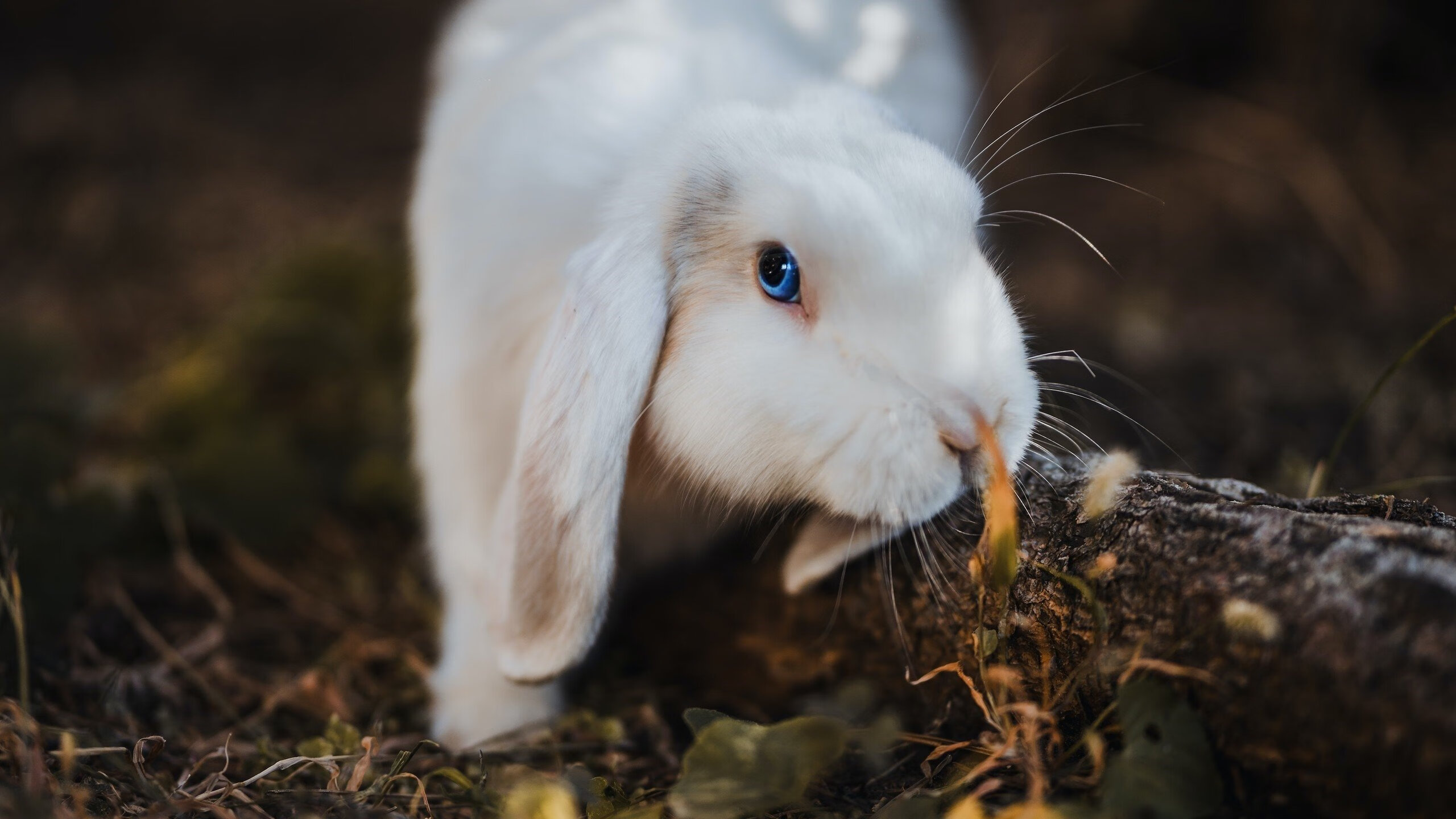 当劳塔罗在基辅点燃潘帕斯之火，一场错位战争如何撕碎足球的唯一性
