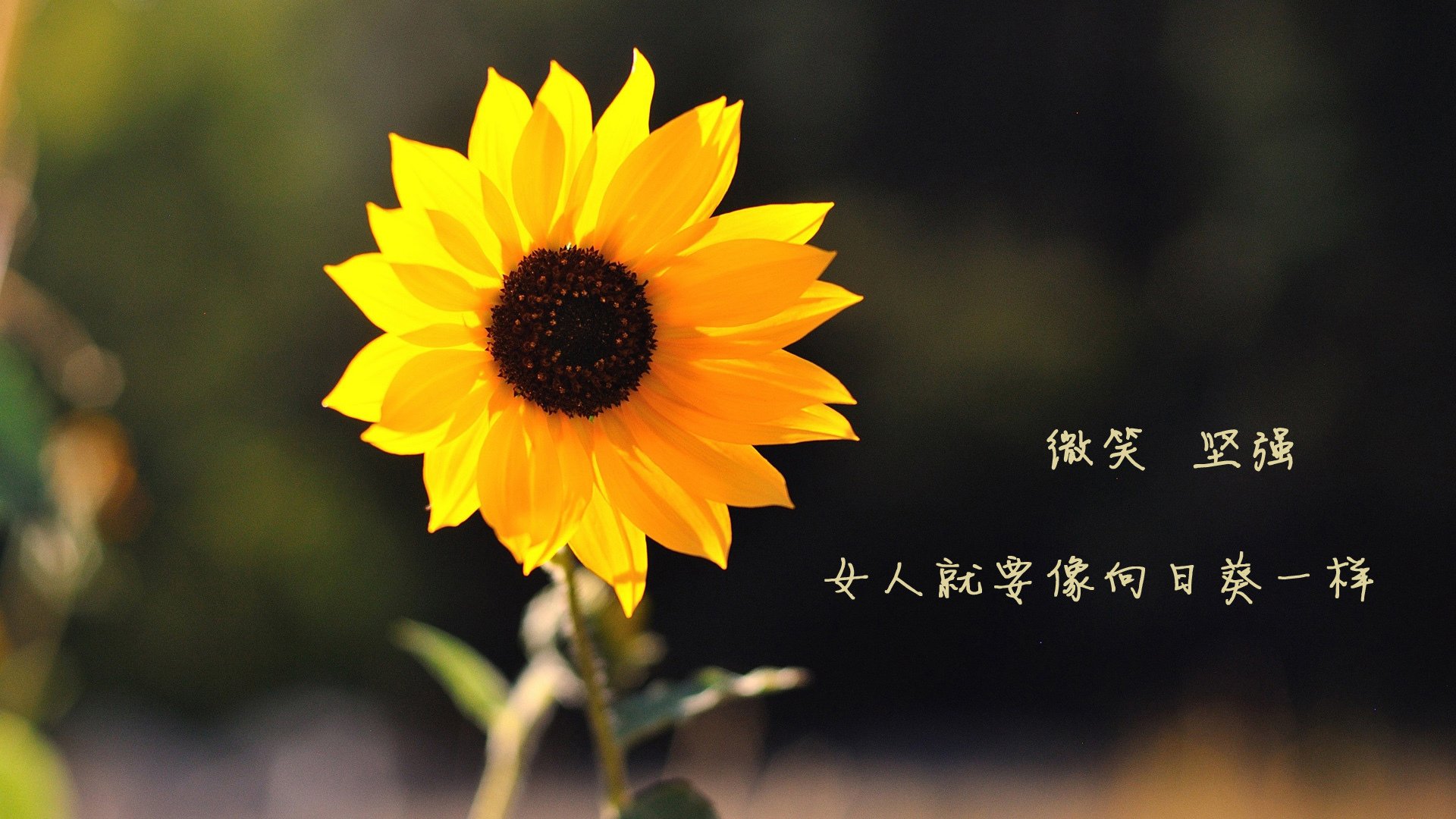 2026世界杯A组惊雷,厄瓜多尔攻守如潮,奥斯梅恩独木难支